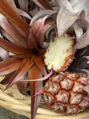 Concept Plants | Ananas 'Mila' PP35,533
